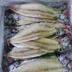 반건조갈치 갈치포 30마리내외(길이 45cm내외,폭7cm내외)