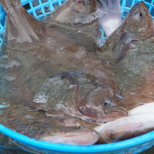 참가자미회(실중량400g)+초장+와사비
