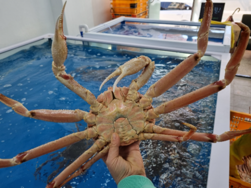 러시아 대게 정품 2kg/3kg