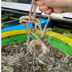 국산 활 세발낙지(중소)  5마리