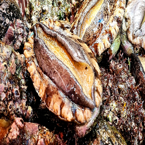 자연산 전복 1kg (크기선택가능)