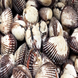 남해안 대왕 새꼬막 1kg(55미내외)