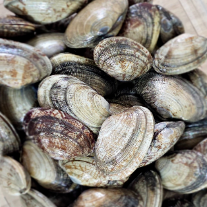 완도 왕바지락1kg(45미내외)