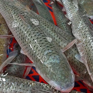 자연산 보리숭어 필렛1팩 300g