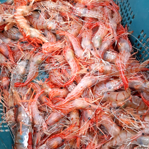 횟감 독도 활새우 500g 20~27미내외